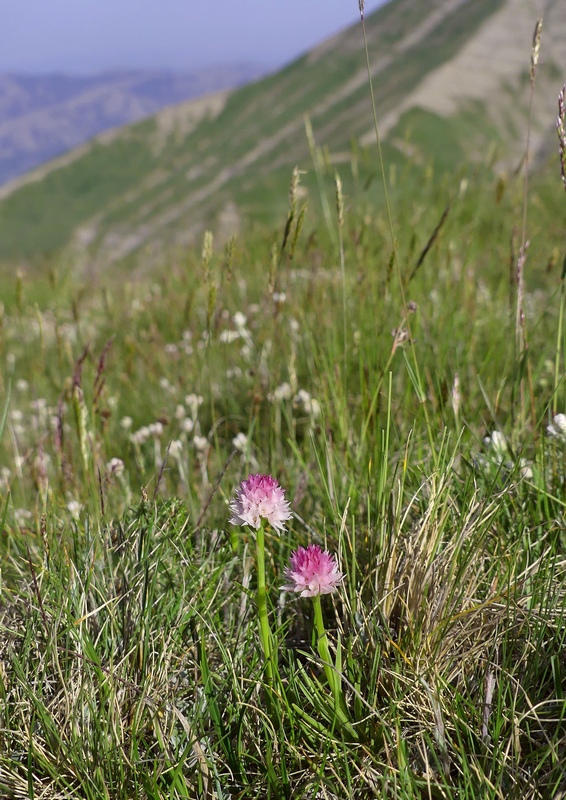 Nigritella widderi sui Monti della Laga (Rieti/LAquila) luglio 2019