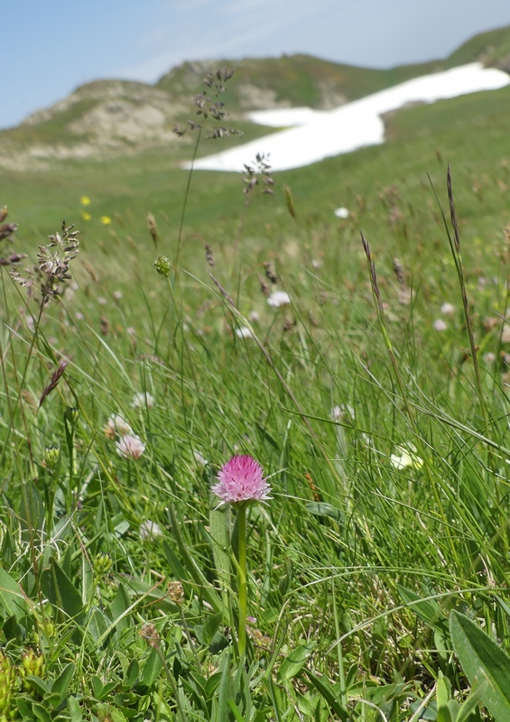 Nigritella widderi sui Monti della Laga (Rieti/LAquila) luglio 2019