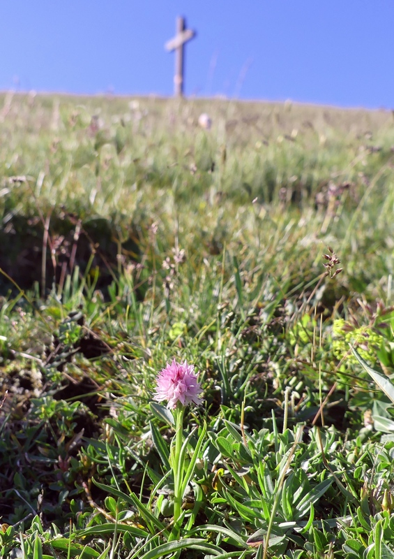 Nigritella widderi sui Monti della Laga (Rieti/LAquila) luglio 2019