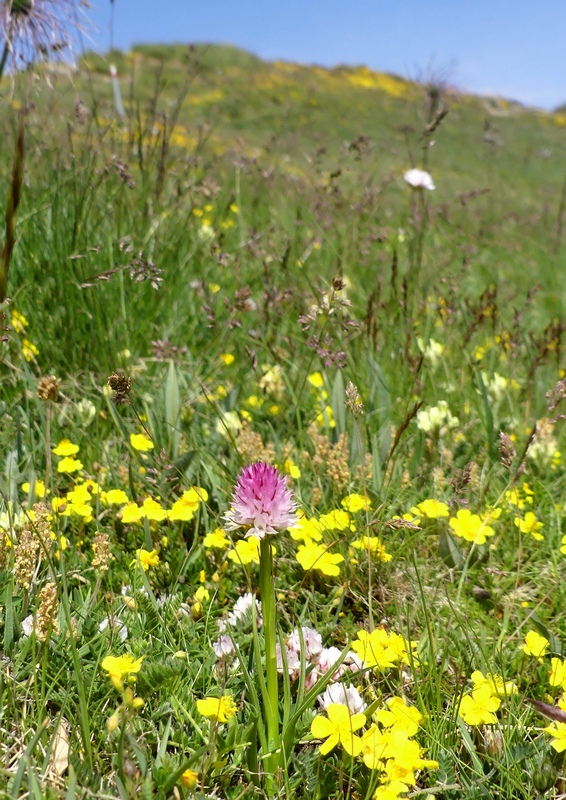 Nigritella widderi sui Monti della Laga (Rieti/LAquila) luglio 2019