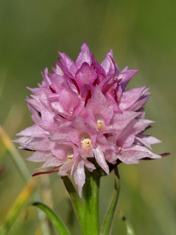 Nigritella widderi sui Monti della Laga (Rieti/LAquila) luglio 2019