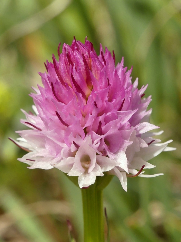 Nigritella widderi sui Monti della Laga (Rieti/LAquila) luglio 2019