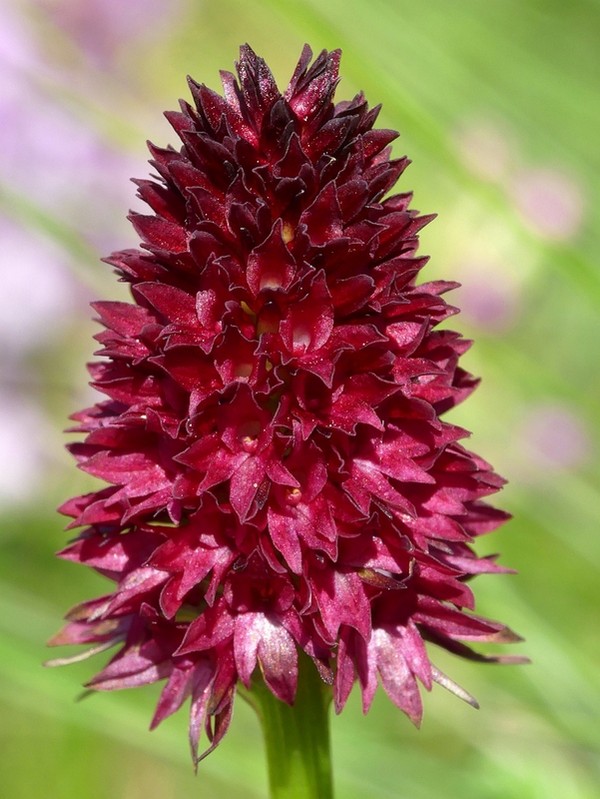 Nigritella rhellicani nelle Dolomiti e nellarco alpino  luglio 2012/2018/2019