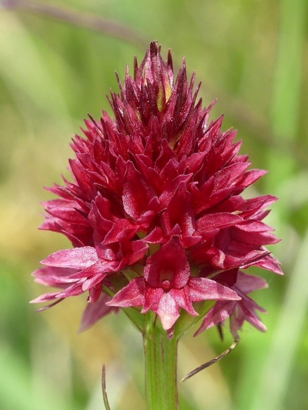 Nigritella rhellicani nelle Dolomiti e nellarco alpino  luglio 2012/2018/2019