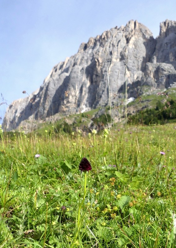 Nigritella rhellicani nelle Dolomiti e nellarco alpino  luglio 2012/2018/2019