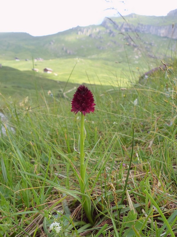 Nigritella rhellicani nelle Dolomiti e nellarco alpino  luglio 2012/2018/2019