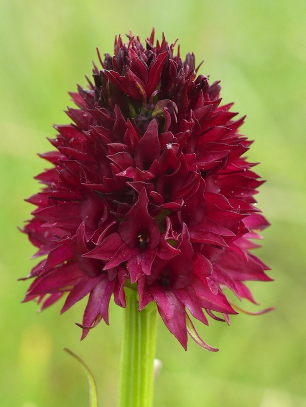 Nigritella rhellicani nelle Dolomiti e nellarco alpino  luglio 2012/2018/2019