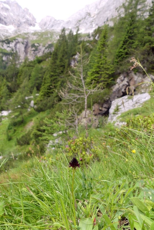 Nigritella rhellicani nelle Dolomiti e nellarco alpino  luglio 2012/2018/2019