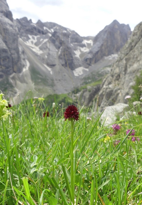 Nigritella rhellicani nelle Dolomiti e nellarco alpino  luglio 2012/2018/2019