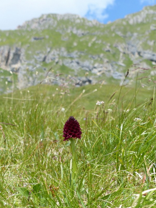 Nigritella rhellicani nelle Dolomiti e nellarco alpino  luglio 2012/2018/2019