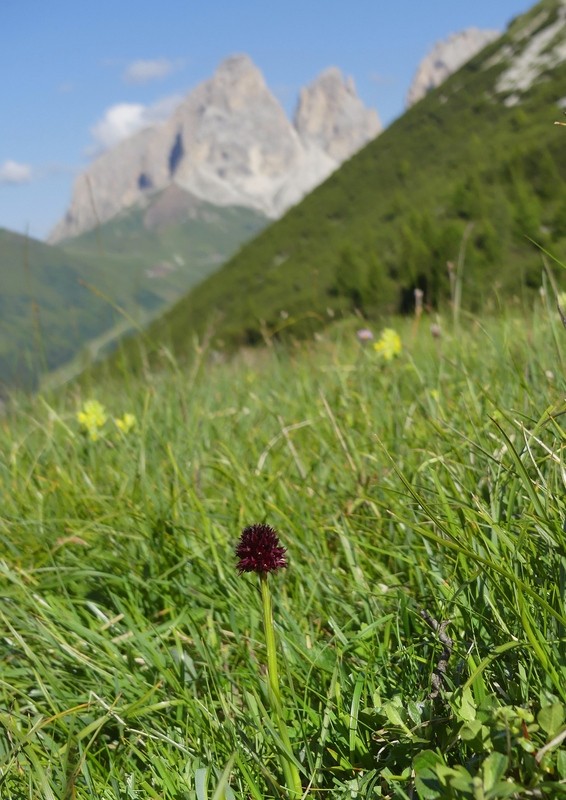 Nigritella rhellicani nelle Dolomiti e nellarco alpino  luglio 2012/2018/2019