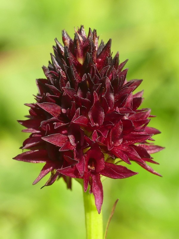 Nigritella rhellicani nelle Dolomiti e nellarco alpino  luglio 2012/2018/2019