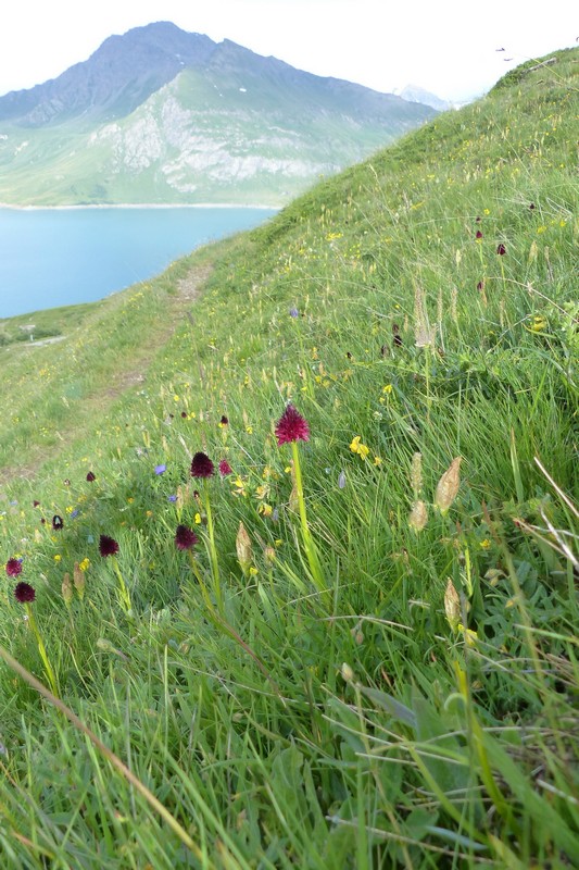 Nigritella rhellicani nelle Dolomiti e nellarco alpino  luglio 2012/2018/2019