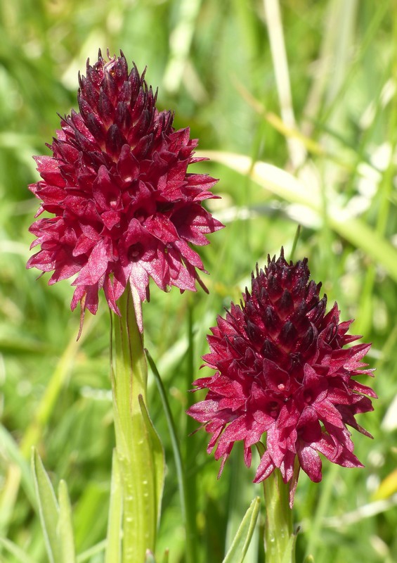 Nigritella rhellicani nelle Dolomiti e nellarco alpino  luglio 2012/2018/2019