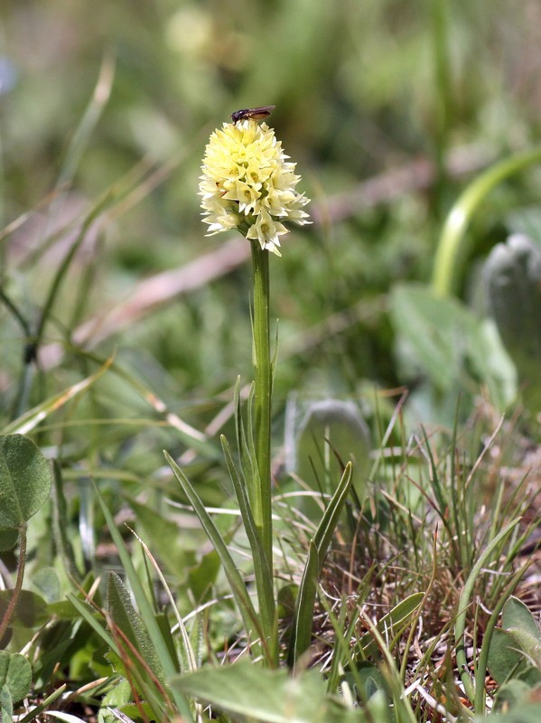 Nigritella rhellicani nelle Dolomiti e nellarco alpino  luglio 2012/2018/2019