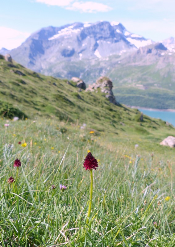 Nigritella rhellicani nelle Dolomiti e nellarco alpino  luglio 2012/2018/2019