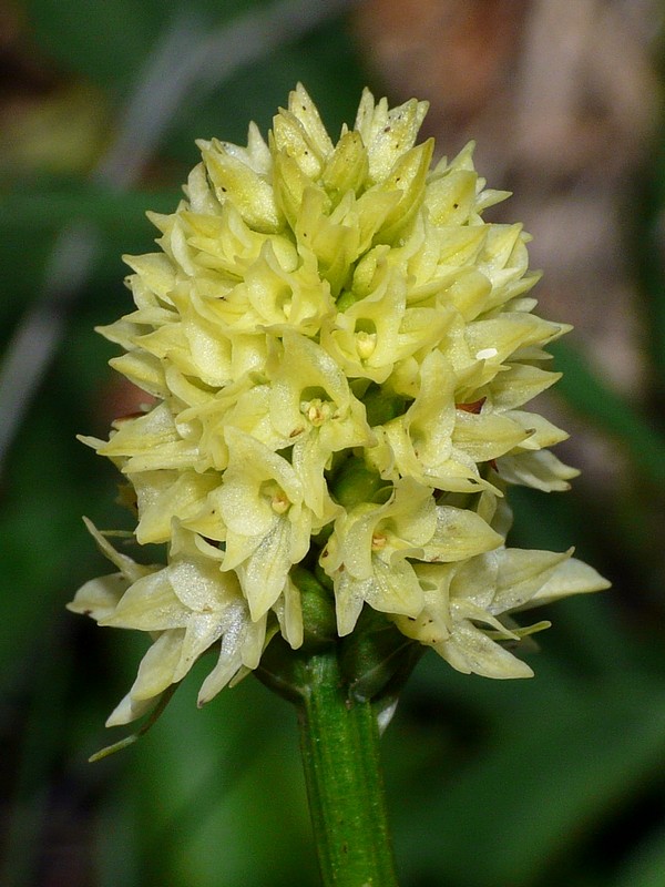 Nigritella rhellicani nelle Dolomiti e nellarco alpino  luglio 2012/2018/2019