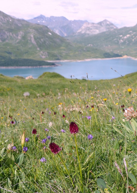 Nigritella rhellicani nelle Dolomiti e nellarco alpino  luglio 2012/2018/2019