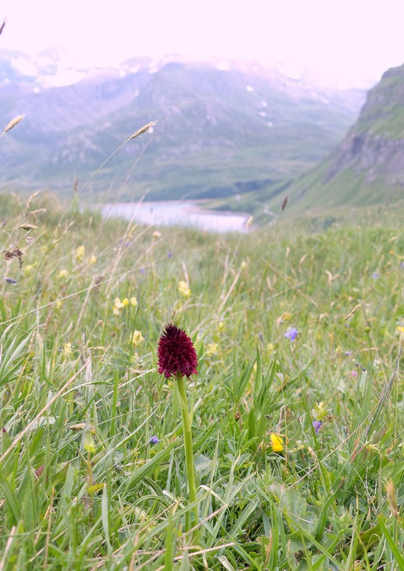 Nigritella rhellicani nelle Dolomiti e nellarco alpino  luglio 2012/2018/2019