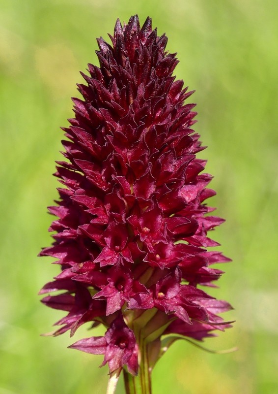 Nigritella rhellicani nelle Dolomiti e nellarco alpino  luglio 2012/2018/2019