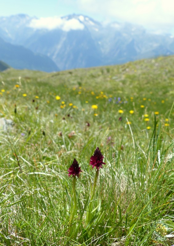 Nigritella rhellicani nelle Dolomiti e nellarco alpino  luglio 2012/2018/2019