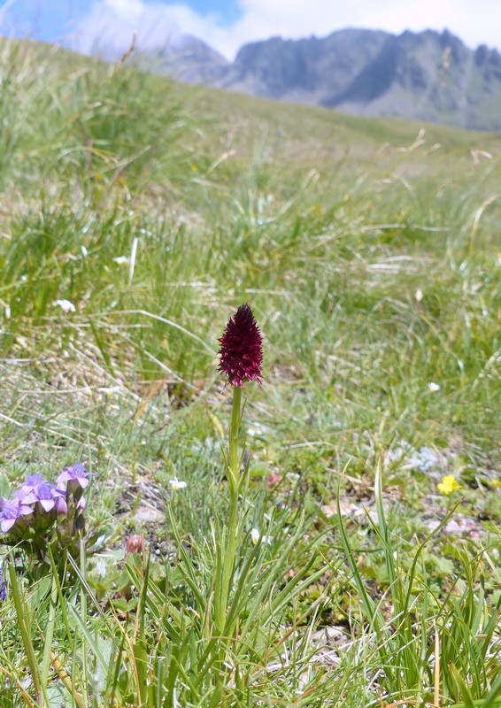 Nigritella rhellicani nelle Dolomiti e nellarco alpino  luglio 2012/2018/2019