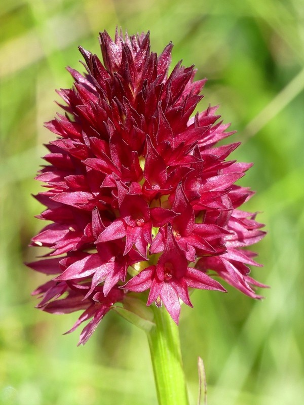 Nigritella rhellicani nelle Dolomiti e nellarco alpino  luglio 2012/2018/2019