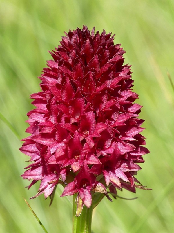 Nigritella rhellicani nelle Dolomiti e nellarco alpino  luglio 2012/2018/2019