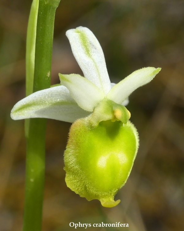 Anomalie di colore in alcune Ophrys abruzzesi - aprile 2018