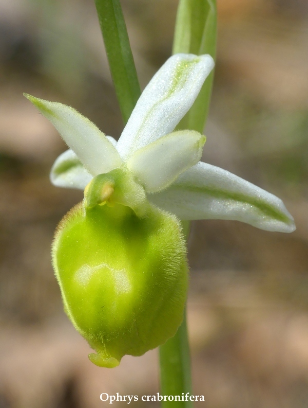 Anomalie di colore in alcune Ophrys abruzzesi - aprile 2018