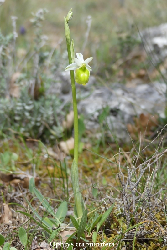 Anomalie di colore in alcune Ophrys abruzzesi - aprile 2018