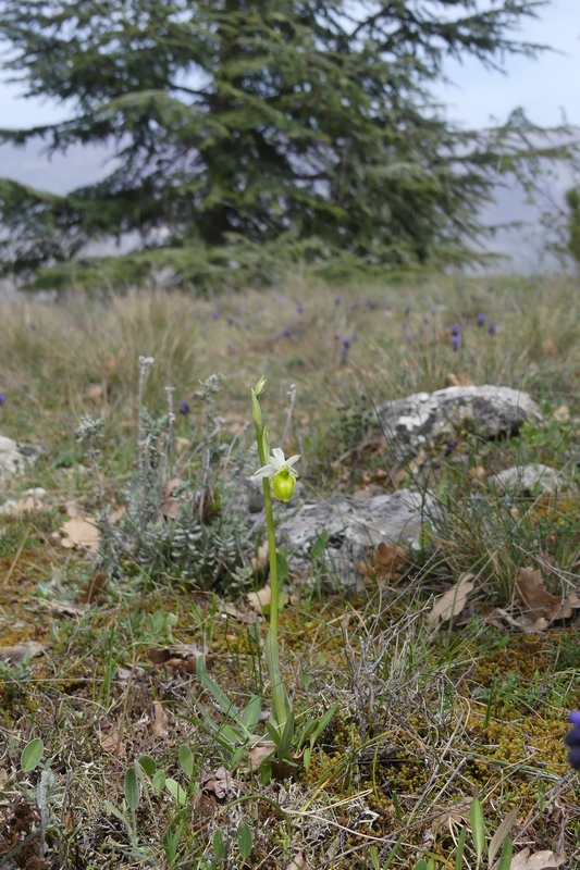 Anomalie di colore in alcune Ophrys abruzzesi - aprile 2018