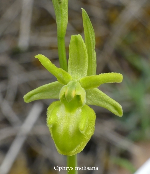 Anomalie di colore in alcune Ophrys abruzzesi - aprile 2018