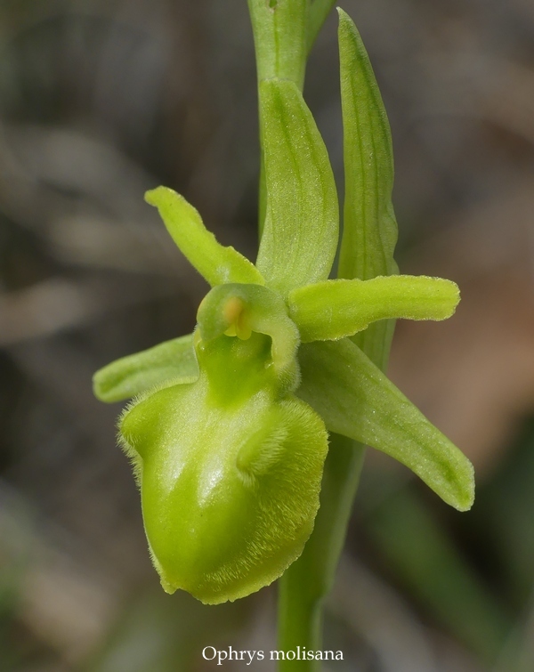 Anomalie di colore in alcune Ophrys abruzzesi - aprile 2018