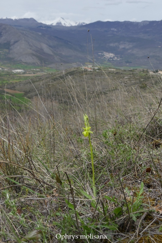 Anomalie di colore in alcune Ophrys abruzzesi - aprile 2018