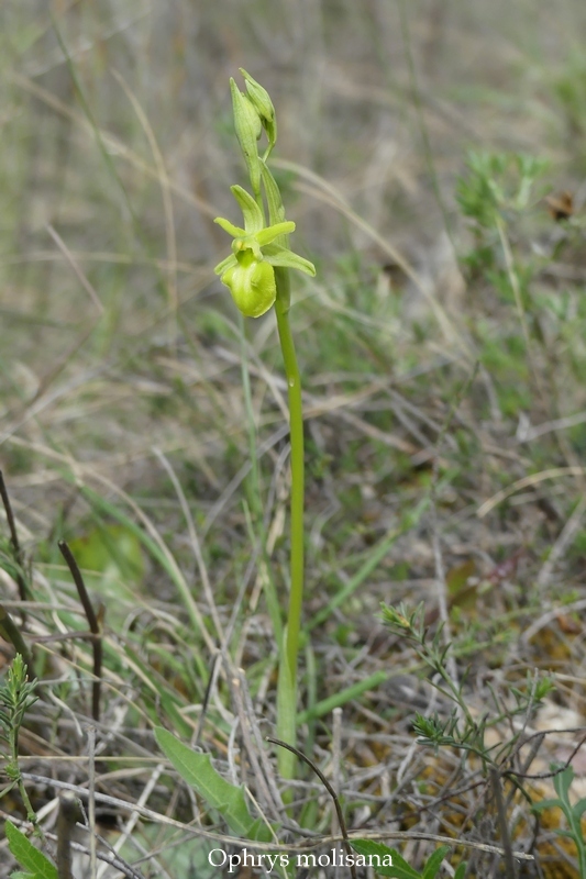 Anomalie di colore in alcune Ophrys abruzzesi - aprile 2018