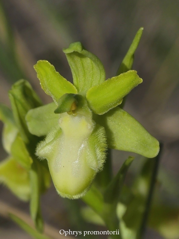 Anomalie di colore in alcune Ophrys abruzzesi - aprile 2018