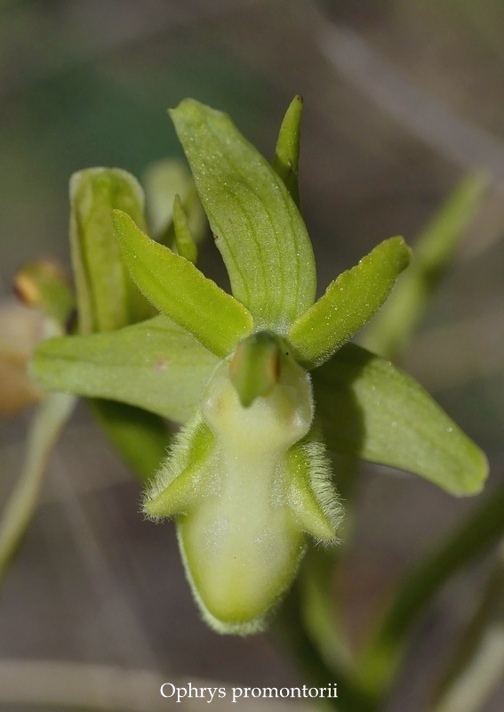 Anomalie di colore in alcune Ophrys abruzzesi - aprile 2018