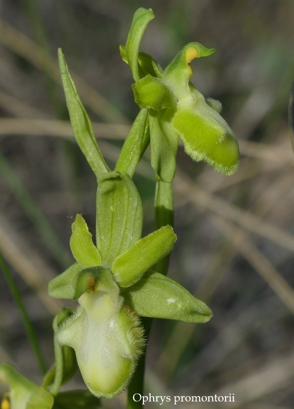 Anomalie di colore in alcune Ophrys abruzzesi - aprile 2018