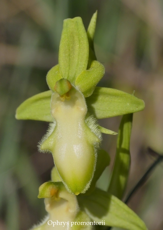 Anomalie di colore in alcune Ophrys abruzzesi - aprile 2018