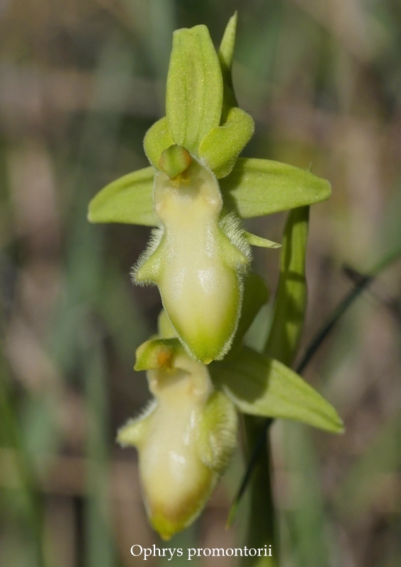 Anomalie di colore in alcune Ophrys abruzzesi - aprile 2018