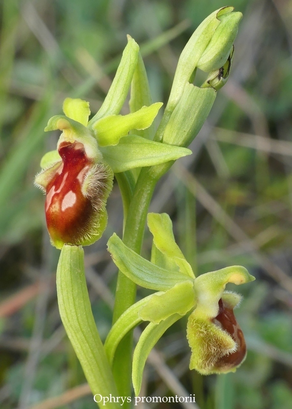 Anomalie di colore in alcune Ophrys abruzzesi - aprile 2018