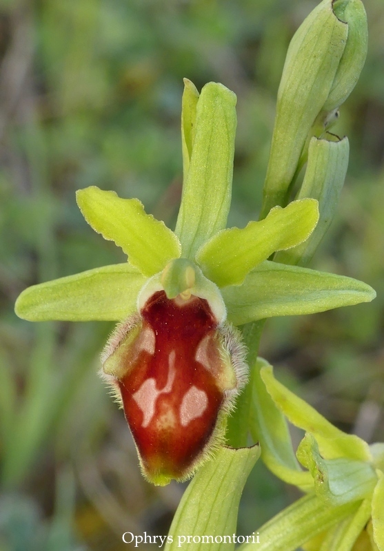 Anomalie di colore in alcune Ophrys abruzzesi - aprile 2018