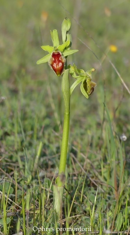 Anomalie di colore in alcune Ophrys abruzzesi - aprile 2018