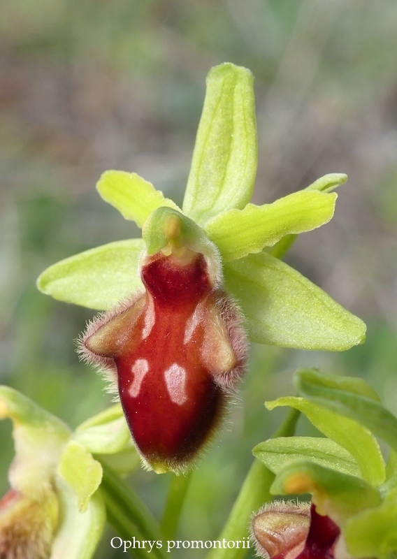 Anomalie di colore in alcune Ophrys abruzzesi - aprile 2018