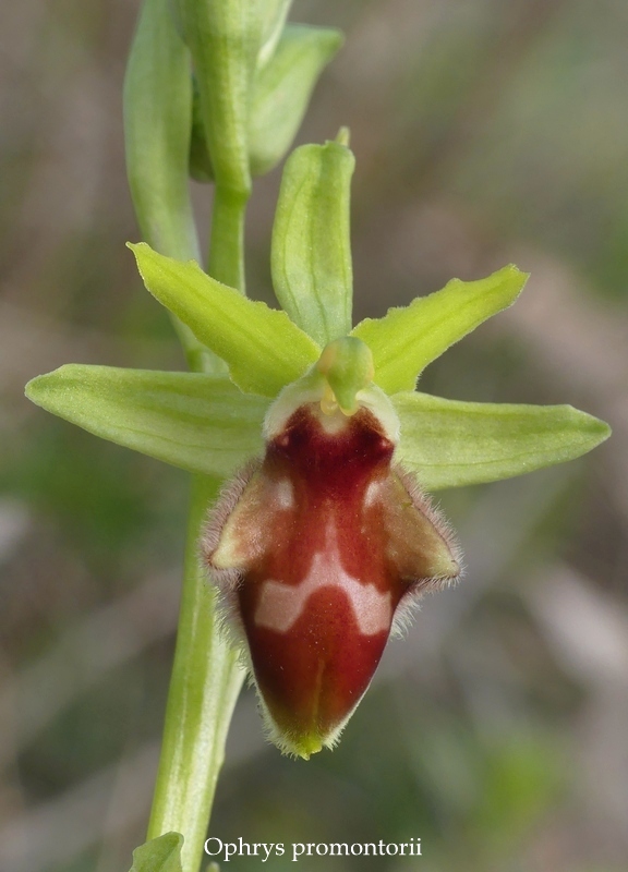 Anomalie di colore in alcune Ophrys abruzzesi - aprile 2018