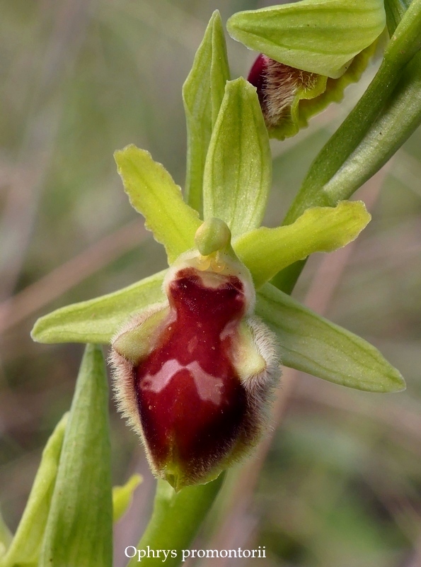 Anomalie di colore in alcune Ophrys abruzzesi - aprile 2018