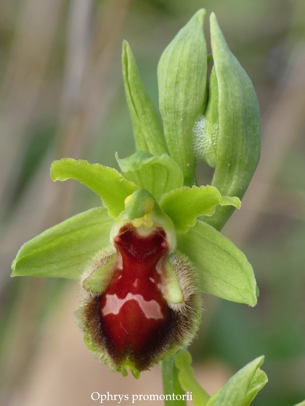 Anomalie di colore in alcune Ophrys abruzzesi - aprile 2018