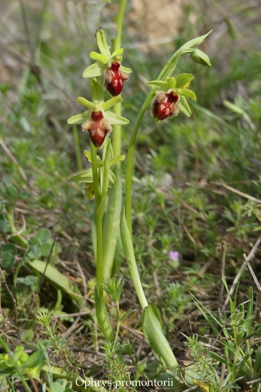 Anomalie di colore in alcune Ophrys abruzzesi - aprile 2018