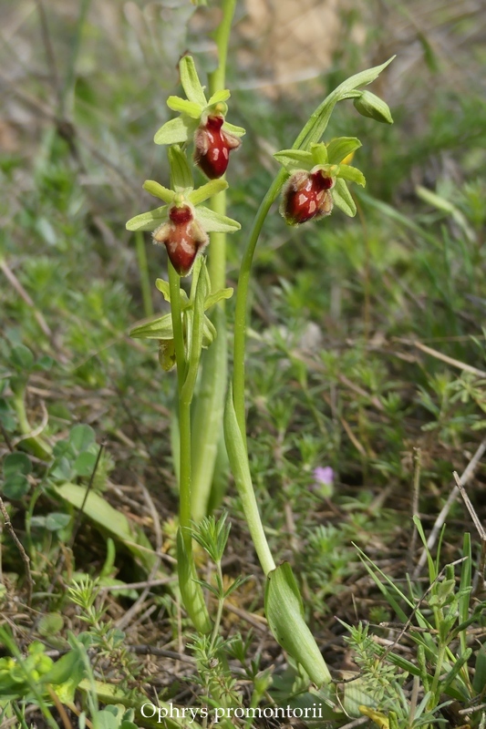 Anomalie di colore in alcune Ophrys abruzzesi - aprile 2018